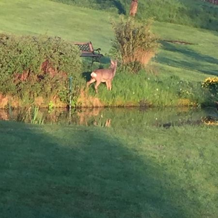 Apartment Mit Burgblick Im Gruenen, Familie Held Burgthann エクステリア 写真